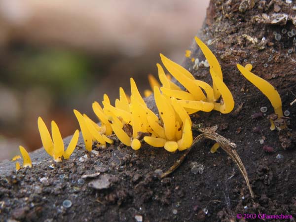 calocera